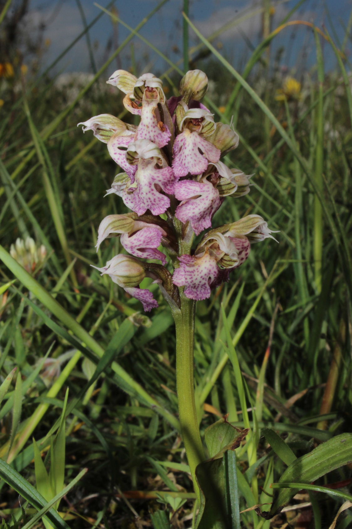 Neotinea tridentata e Neotinea lactea